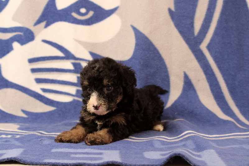 puppy, for, sale, Mini Bernedoodle F1, Matthew B. Stoltzfus, dog, breeder, Gap, PA, dog-breeder, puppy-for-sale, forsale, nearby, find, puppyfind, locator, puppylocator, aca